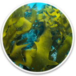 Golden Algae (fucoxanthin):Optimizes core temperature, enhances cognitive and liver function, and strengthens bones.