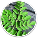 Drumstick Tree Leaf (moringa leaf): Balances core temperature, packed with antioxidants, and supports healthy blood sugar levels.